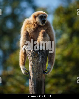 Portrait of a playful funny gibbon monkey Stock Photo