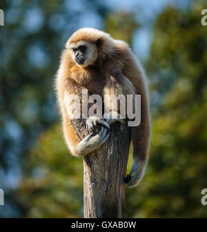 Portrait of a playful funny gibbon monkey Stock Photo