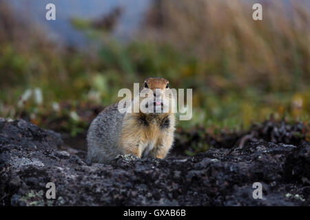 View of Arctic ground squirrel in its natural habitat Stock Photo