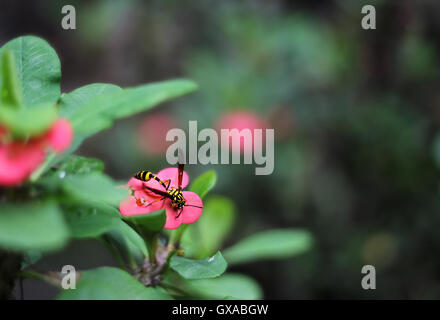 Yellow jacket wasp collects nectar from pink flowers in a garden. Genus is Vespula or Dolichovespusla. Stock Photo