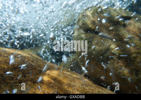 Underwater turbulence in a rocky river. Stock Photo