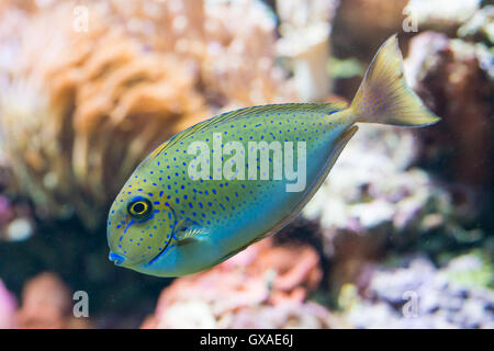 naso vlamingii - bignose unicornfish - saltwater fish Stock Photo