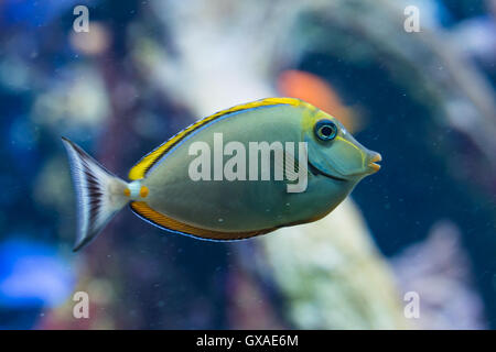 Naso Elegans - Elegant unicornfish - saltwater fish Stock Photo