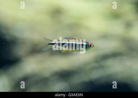freshwater fish black neon tetra - Hyphessobrycon herbertaxelrodi Stock Photo