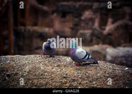 Two cute wild pigeon on the ruins of the Coliseum Stock Photo