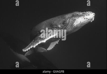 Humpback whale underwater view, Vava'u Tonga. Stock Photo