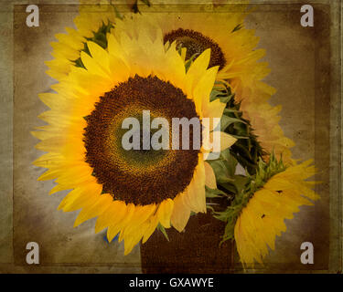 Sunflowers with aged grunge texture in pot like vase Stock Photo