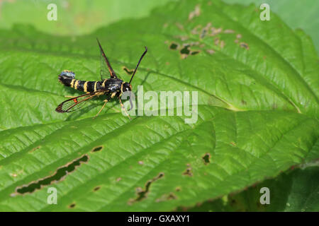 Yellow-legged Clearwing (Synanthedon vespiformis) Stock Photo