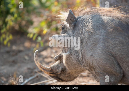 The lower jaw of a warthog-Phacochoerus africanus-showing tusks and ...