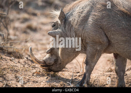 The lower jaw of a warthog-Phacochoerus africanus-showing tusks and ...