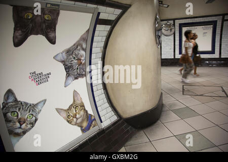 Cats not Ads campaign at Clapham Common tube station is the first campaign organised by Glimpse, an open and voluntary collective for creative people, Citizens Advertising Takeover Service CATS on 13th September 2016 in London, United Kingdom. A successful Kickstarter campaign ran to replace dozens of adverts at Clapham Common underground station, with pictures of cats. The idea was to help people think a bit differently about the world around them, and get inspired to change things for the better.