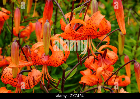 Lilium bulbiferum orange fire tiger lily lillies Stock Photo