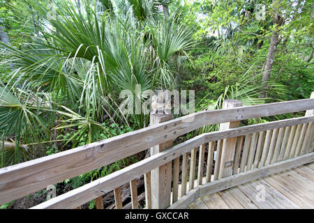 A squirrel sitting on a post of a boardwalk Stock Photo