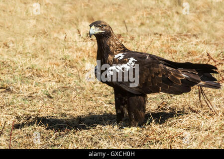 Spanish imperial eagle Stock Photo