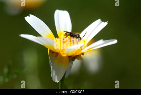 A wasp perches on a yellow flower in Prado del Rey, Sierra de Cadiz, Andalusia, Spain Stock Photo