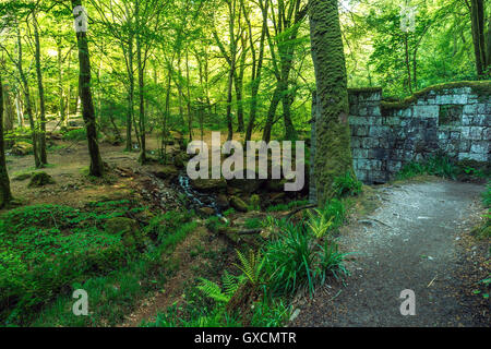 Kennal vale Summer Stock Photo