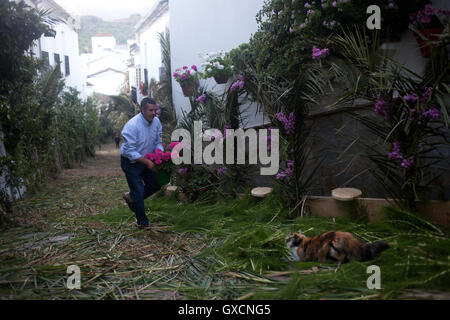 A man puts flowers in a street decorated with sedge during Corpus Christi religious celebration in El Gastor, Sierra de Cadiz Stock Photo