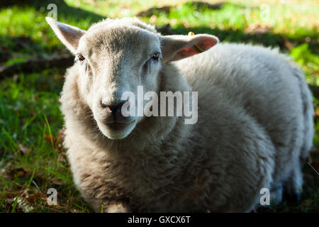 Lamb Laying on a Grass Field at Lindholm Høje Stock Photo