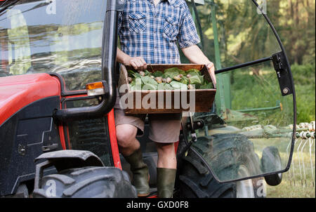 Farmer holding crate of foraged wild herbs and snails, Vogogna, Verbania, Piemonte, Italy Stock Photo