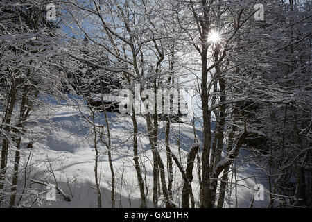 View through trees of log cabin on snow covered landscape, Elmau, Bavaria, Germany Stock Photo