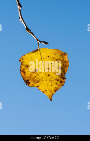 Single yellow leaf on a twig against the background of clear blue sky. Autumn theme. Vertical photography Stock Photo