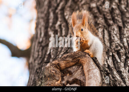 Small and funny squirrel of an orange color sits on a tree branch and eats a nut. Wildlife scene. Stock Photo