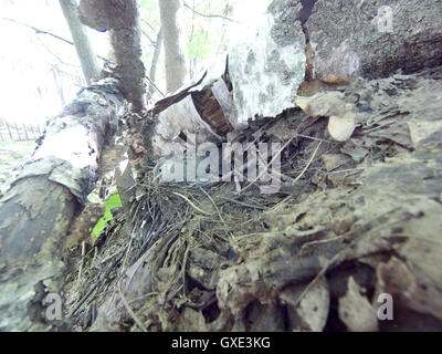 Motacilla alba. The nest of the White Wagtail in nature. Moscow, Russia. Stock Photo