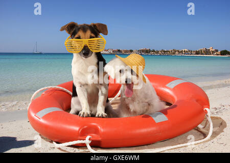 jack russell terrier and maltese dog sitting in a lifebuoy on the beach, with sunglasses and strawhat, funny dogs Stock Photo