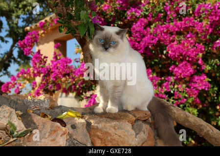 ragdoll cat sitting on wall in front of blooming bougainvillea, Stock Photo