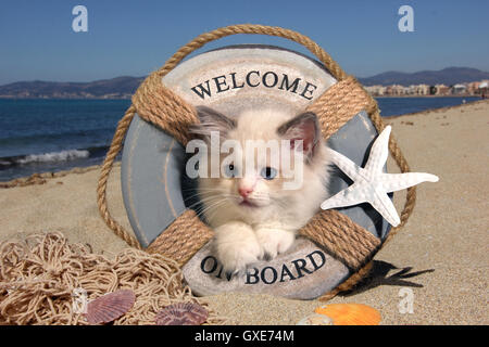 ragdoll kitten, 8 weeks old, lying on the beach, situated in a decorative livebuoy Stock Photo