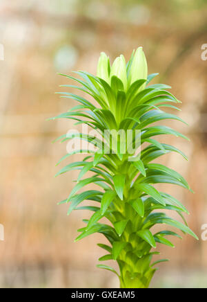 White lily flower and buds with green leaves on white background