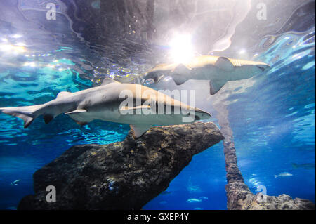 Spain, Barcelona. Aquarium Barcelona located in Port Vell. Sand tiger shark. Stock Photo