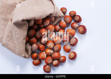 Scattered out of the bag unshelled hazelnuts on white background. Stock Photo