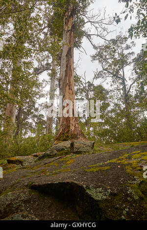 Forest Regenerating through spring and after fire. Australian Forests Stock Photo