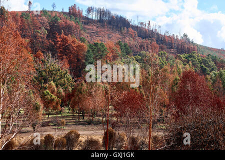 Forest Regenerating through spring and after fire. Australian Forests Stock Photo