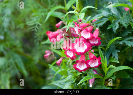 Penstemon 'Phoenix Magenta'. Beard tongue flower. Stock Photo