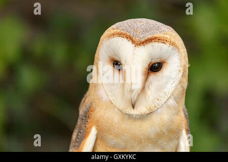 Portrait of a Barn Owl (Tyto alba ) or Common Barn Owl set against an unfocused green background. Stock Photo
