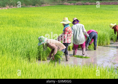 Thailand farmer collecting seedlings of rice to planting during the rainy season Stock Photo