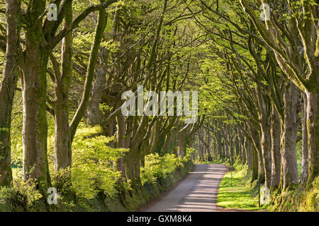 Avenue of mature deciduous trees near Bridestowe, Dartmoor National Park, Devon, England. Spring (April) 2015. Stock Photo