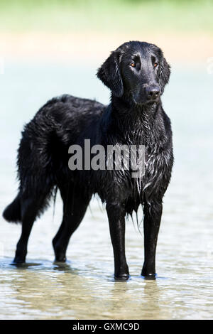 Flat-Coated Retriever, black, standing in water, Tyrol, Austria Stock Photo