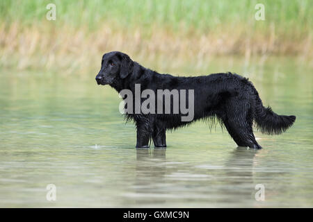 Flat-Coated Retriever, black, standing in water in front of reeds, Tyrol, Austria Stock Photo