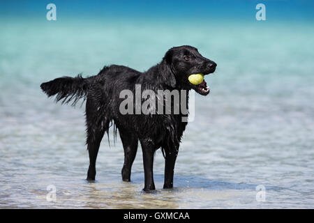 Flat-Coated Retriever, black, standing in water and chewing on tennis ball, Tyrol, Austria Stock Photo