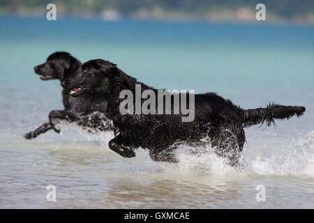 Flat-Coated Retriever and Labrador, black, running through water, Tyrol, Austria Stock Photo