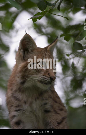 Eurasian Lynx / Luchs ( Lynx lynx ) , cute young kitten, hidden between leaves of a bush, nice portrait, beautiful eyes. Stock Photo
