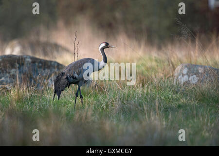 Common Crane / Graukranich ( Grus grus ) adult in beautiful breeding dress, on grassland, in perfect low light, Sweden. Stock Photo