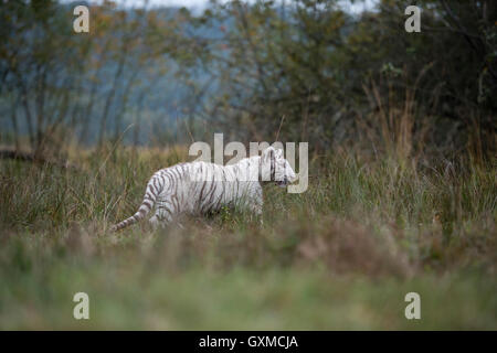 Royal Bengal Tiger / Koenigstiger ( Panthera tigris ), white morph, strolling through a swamp, close to the edge of some bushes. Stock Photo