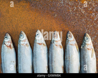 Vendace fishes on the old rusty iron sheet Stock Photo