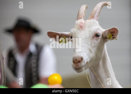 Erfurt, Germany. 16th Sep, 2016. A white German goat eats straw at the fair 'Green Days Thuringia' in Erfurt, Germany, 16 September 2016. Around 3000 exhibitors inform around the topics agriculture, floristics, animal farming and nutrituion on the agricultural fair. Around 28,000 visitors are expected to visit the fair until 18 September 2016. PHOTO: MICHAEL REICHEL/dpa/Alamy Live News Stock Photo