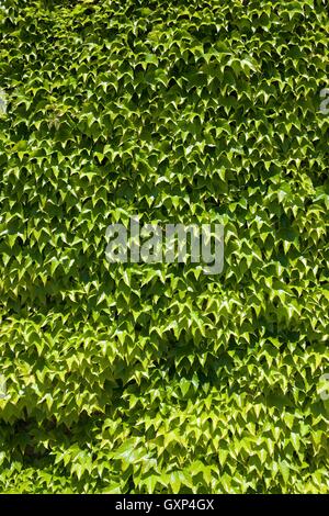 Ivy background at high resolution. Stock Photo