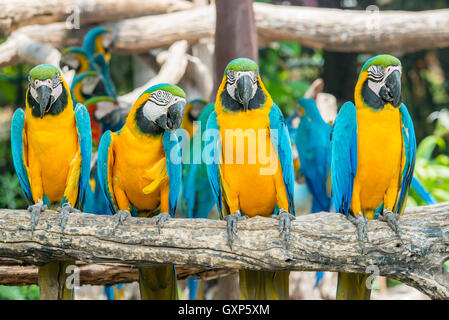 Four blue and yellow macaw birds sitting on wood branch. Colorful macaw birds in forest.